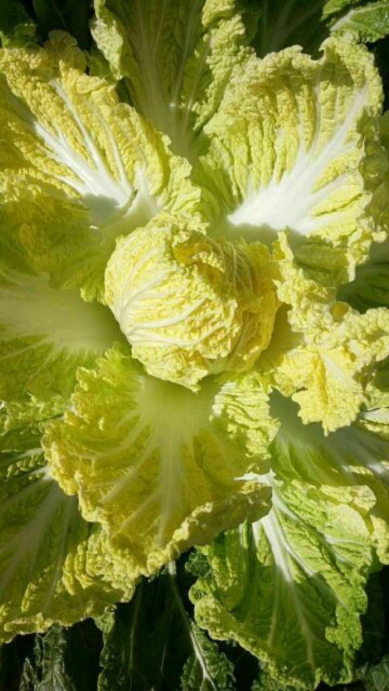 黄心白菜4~6斤净菜，品种纯正，适合全国各地市场畅销