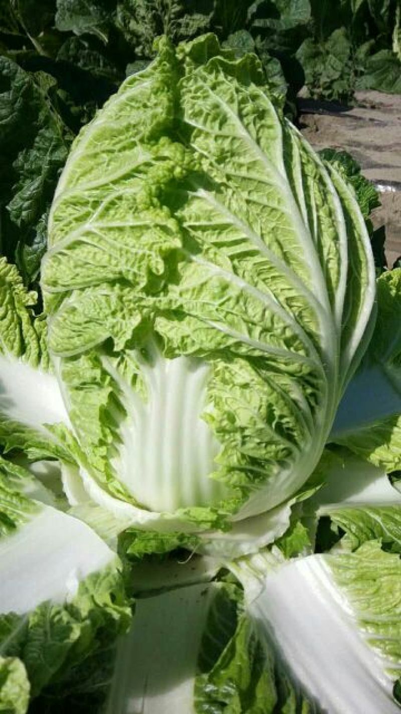 黄心白菜4~6斤净菜，品种纯正，适合全国各地市场畅销