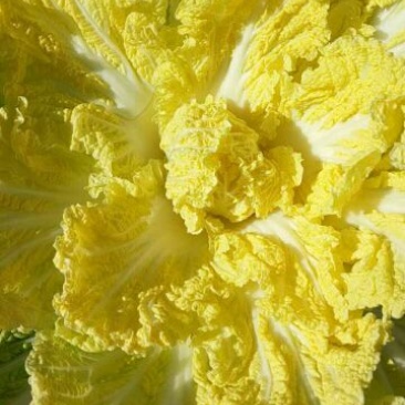 黄心白菜4~6斤净菜，品种纯正，适合全国各地市场畅销
