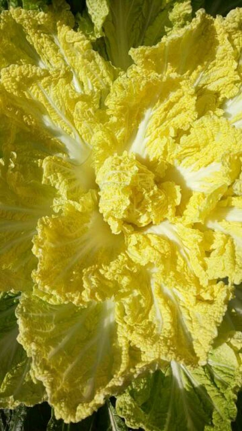 黄心白菜4~6斤净菜，品种纯正，适合全国各地市场畅销