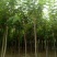 香花槐6～10公分【规格齐全】长势旺盛全国发货