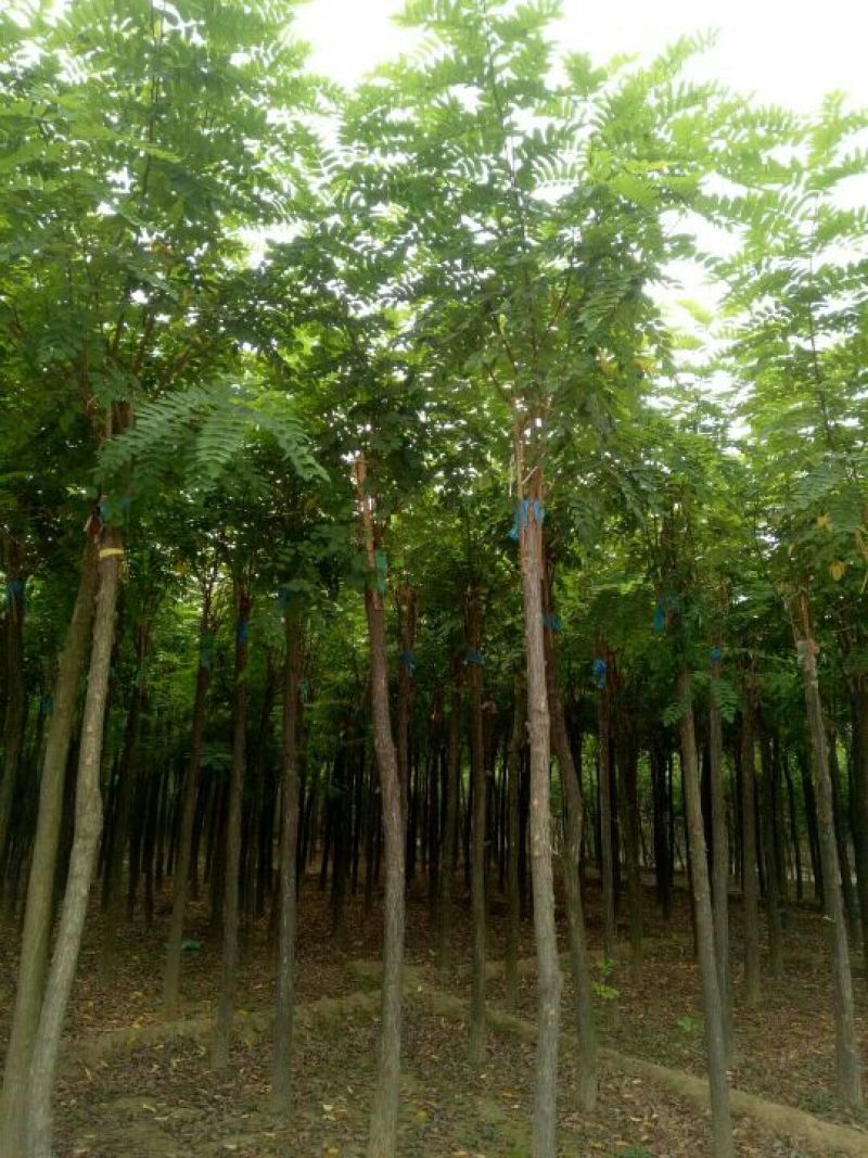 香花槐6～10公分【规格齐全】长势旺盛全国发货