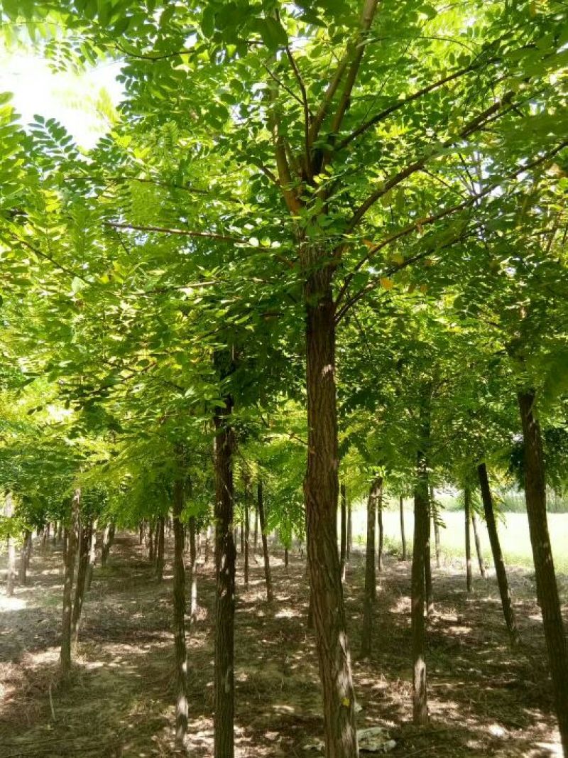 香花槐6～10公分【规格齐全】长势旺盛全国发货