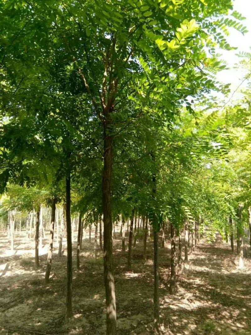 香花槐6～10公分【规格齐全】长势旺盛全国发货
