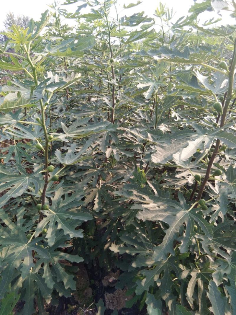 五花果树苗基地，布兰瑞克，波姬红，五花果苗