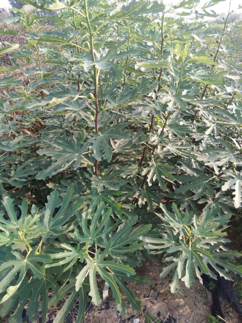 五花果树苗基地，布兰瑞克，波姬红，五花果苗