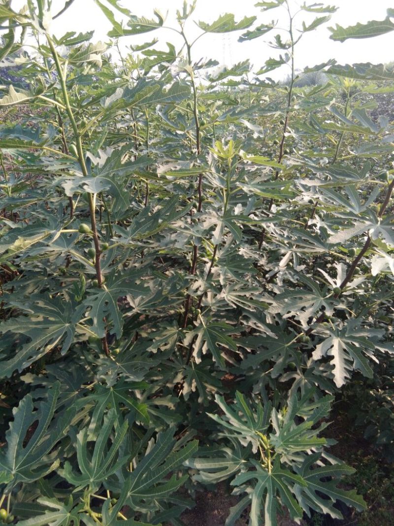 五花果树苗基地，布兰瑞克，波姬红，五花果苗