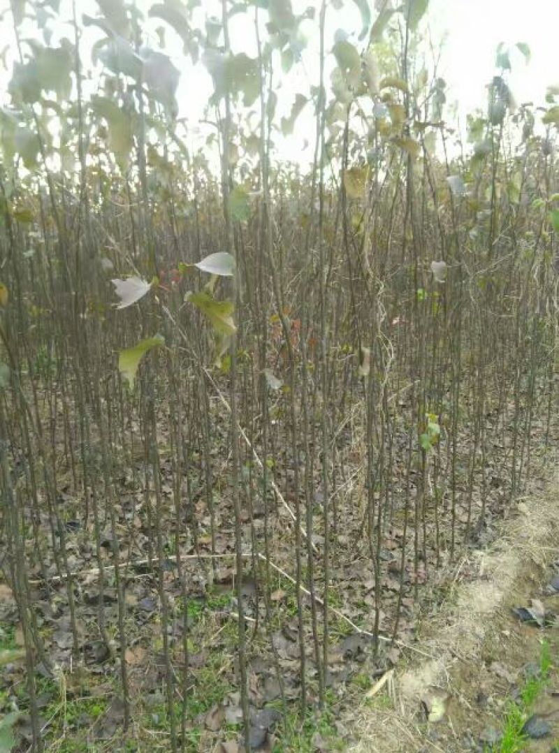 梨树苗皇冠梨苗基地