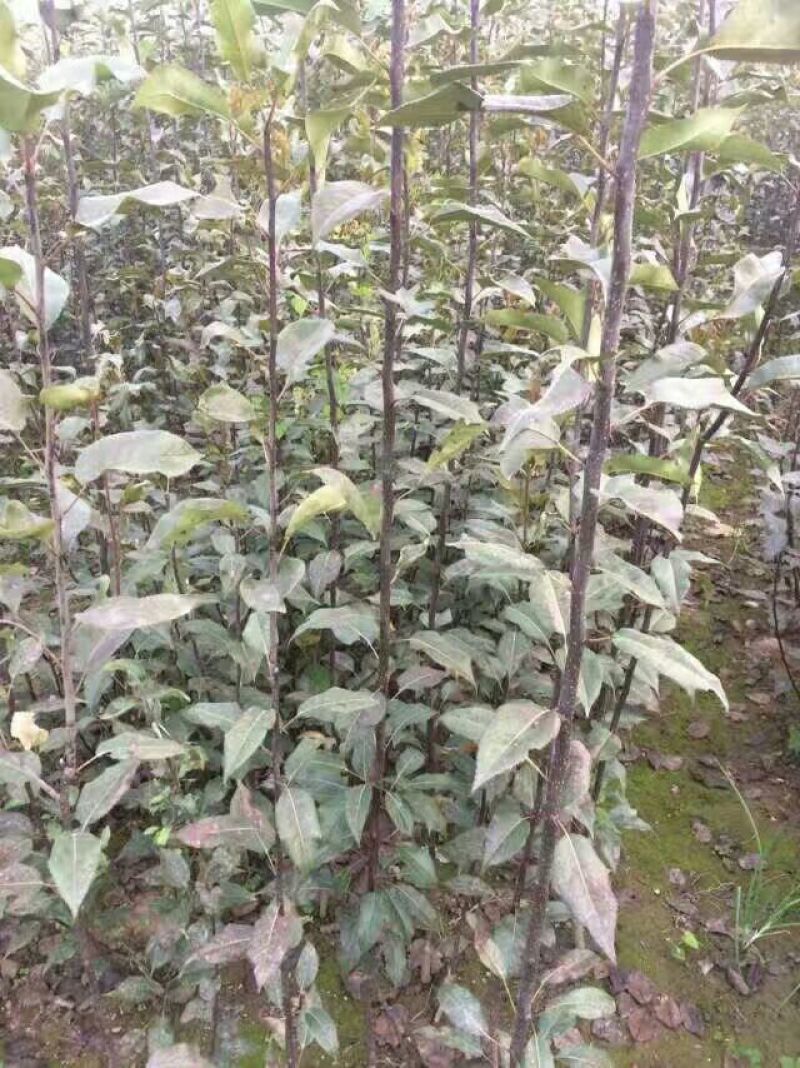 梨树苗皇冠梨苗基地