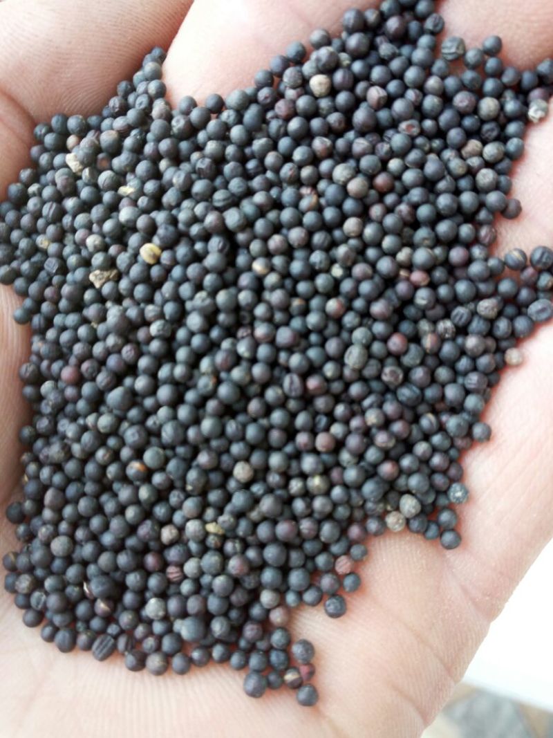 油菜籽1级
