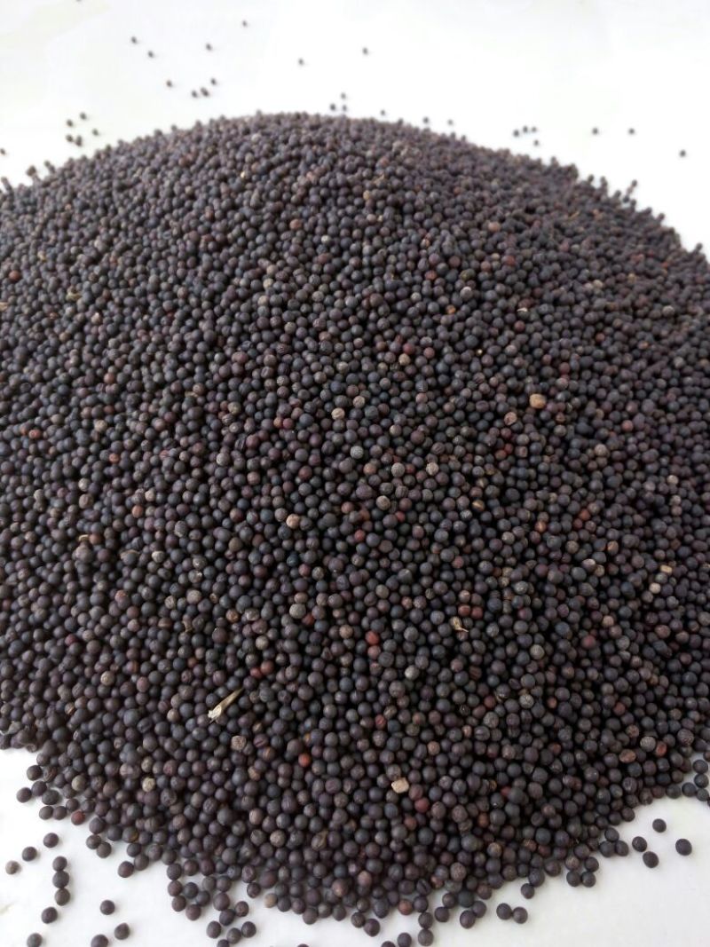 油菜籽1级