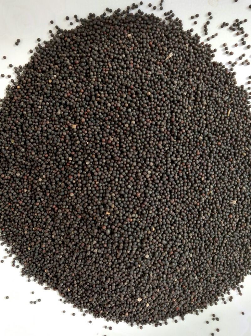 油菜籽1级