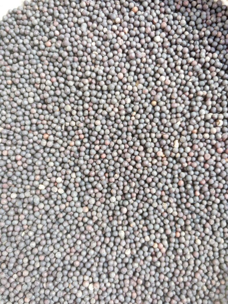 油菜籽1级