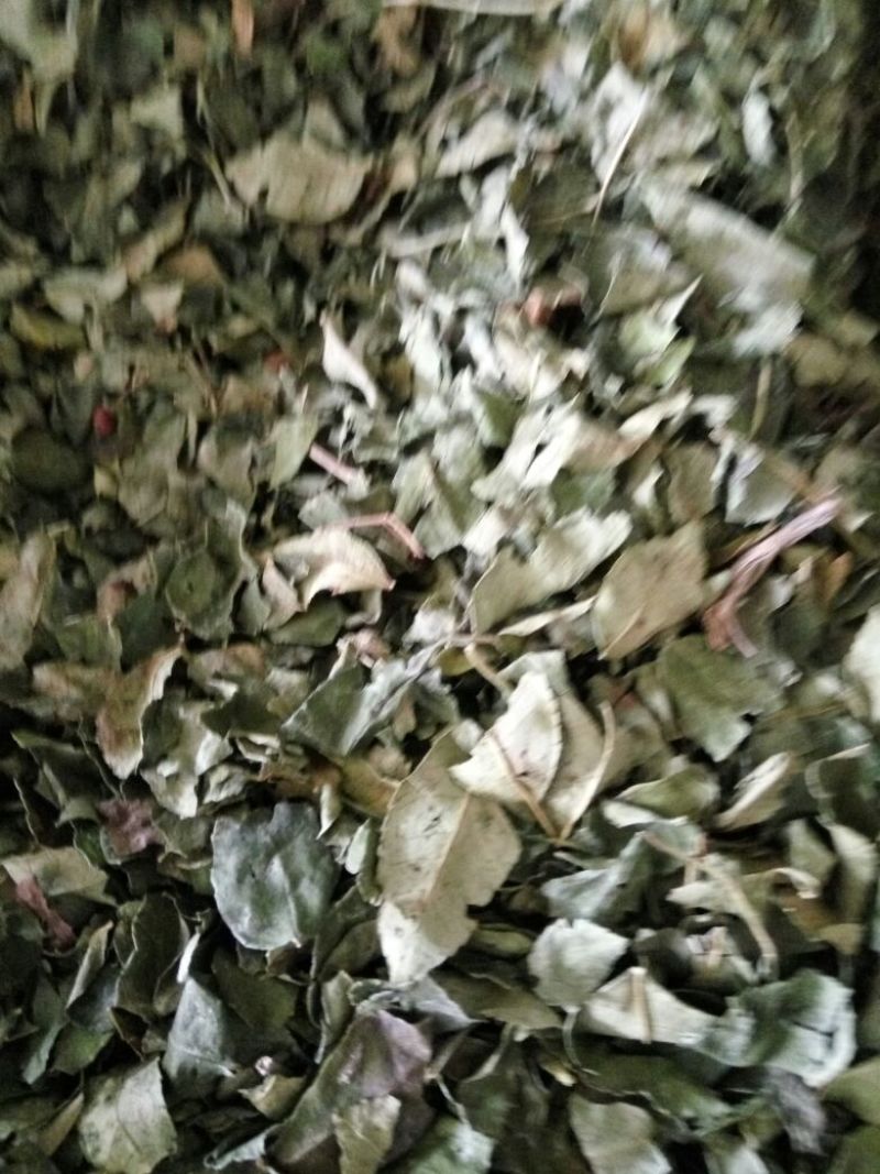 【花椒叶】产地直销保质保量可视频看货欢迎选购