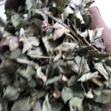 【花椒叶】产地直销保质保量可视频看货欢迎选购