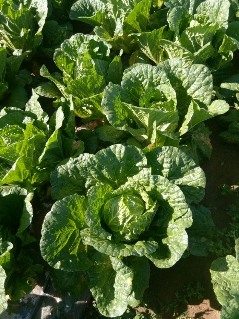 黄心菜白菜7斤以上毛菜