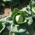 黄心菜白菜7斤以上毛菜