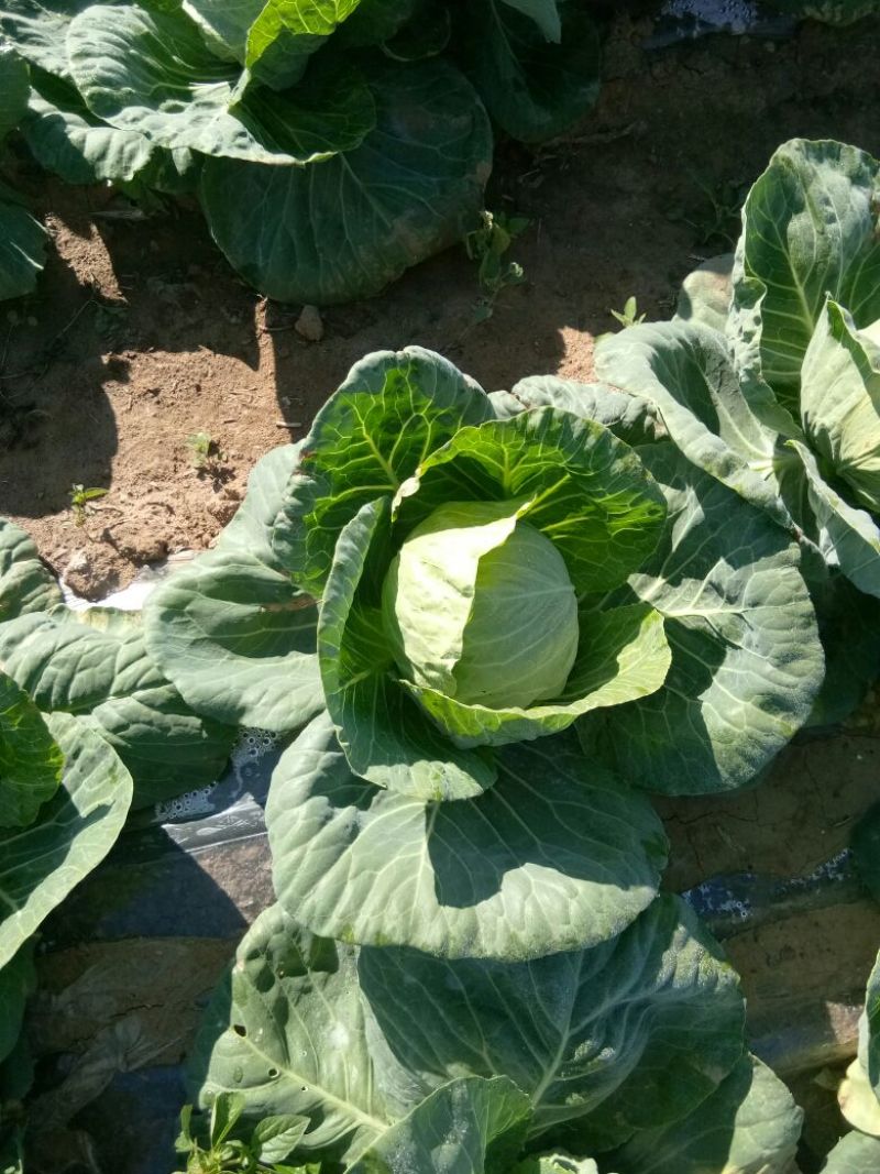 黄心菜白菜7斤以上毛菜