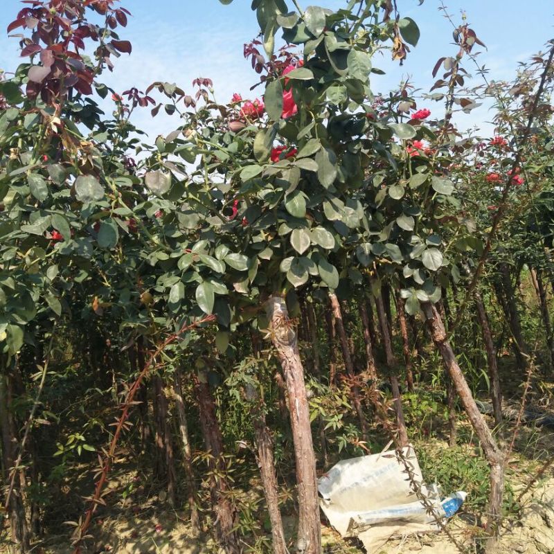 树状月季80cm以上