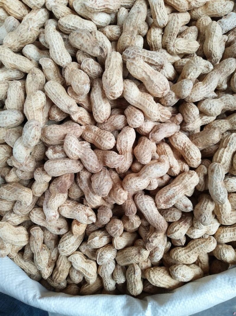 两粒红花生颜色鲜艳颗粒饱满