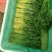 江苏南通大棚种植，精品小叶茼蒿25—35