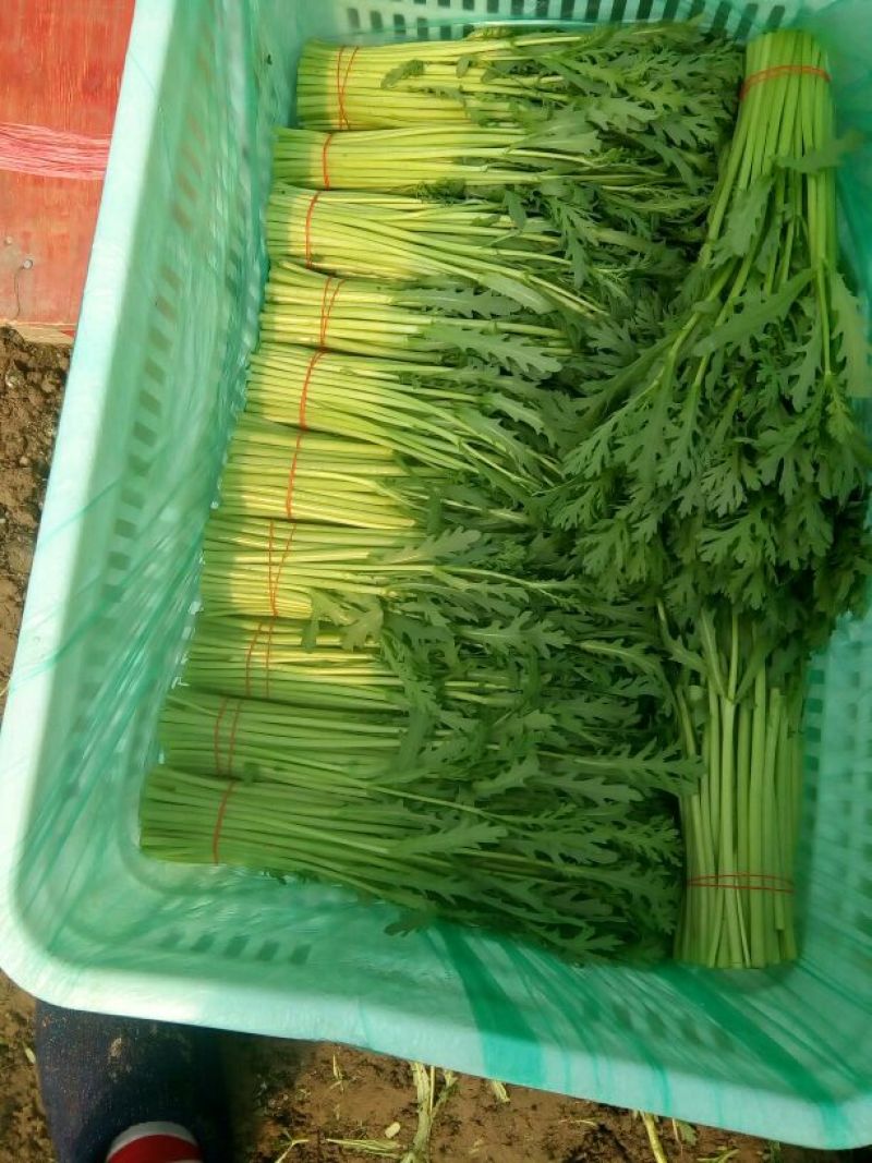 江苏南通大棚种植，精品小叶茼蒿25—35