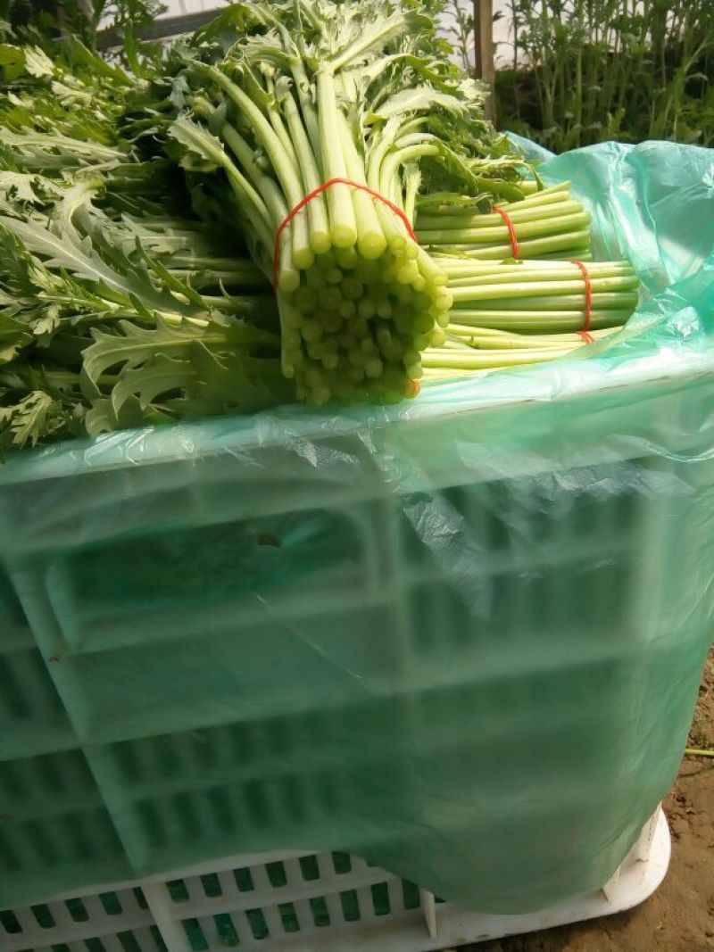 江苏南通大棚种植，精品小叶茼蒿25—35
