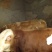 肉牛1000斤以上