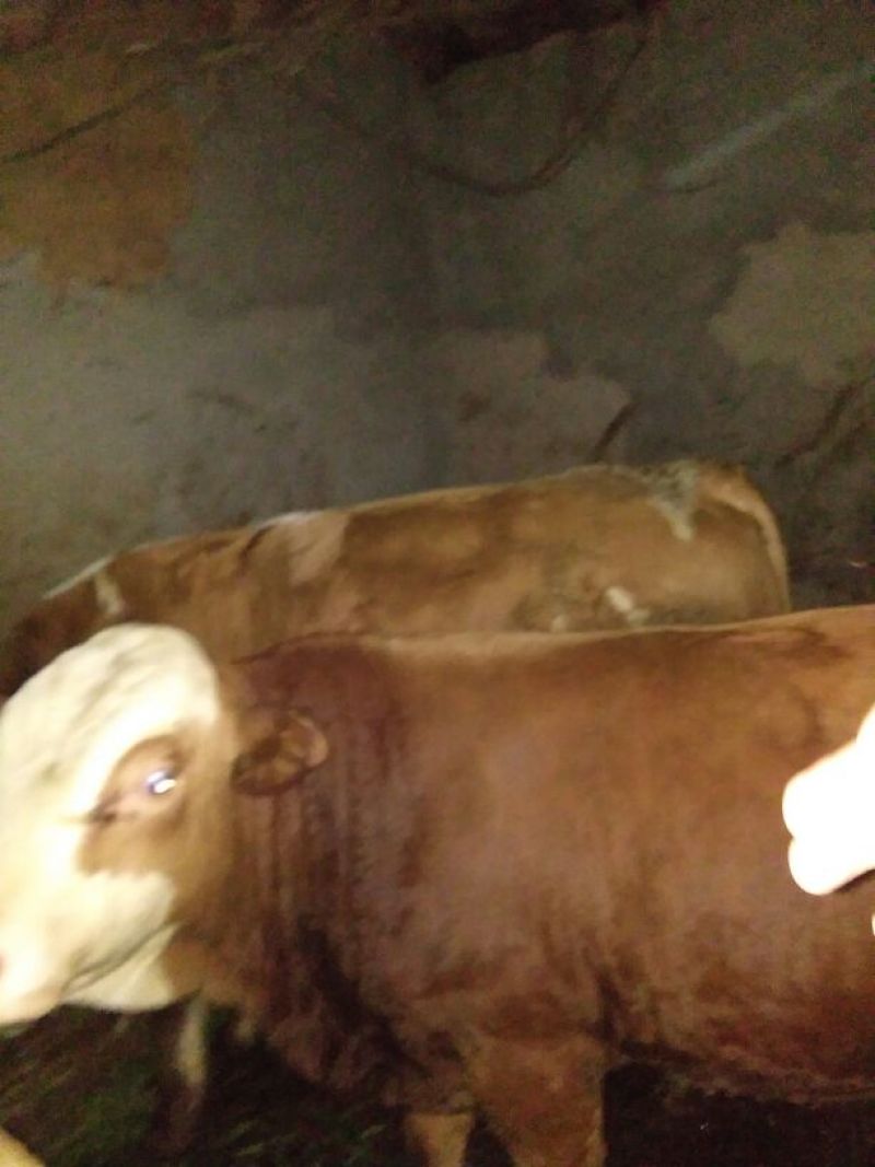 肉牛1000斤以上