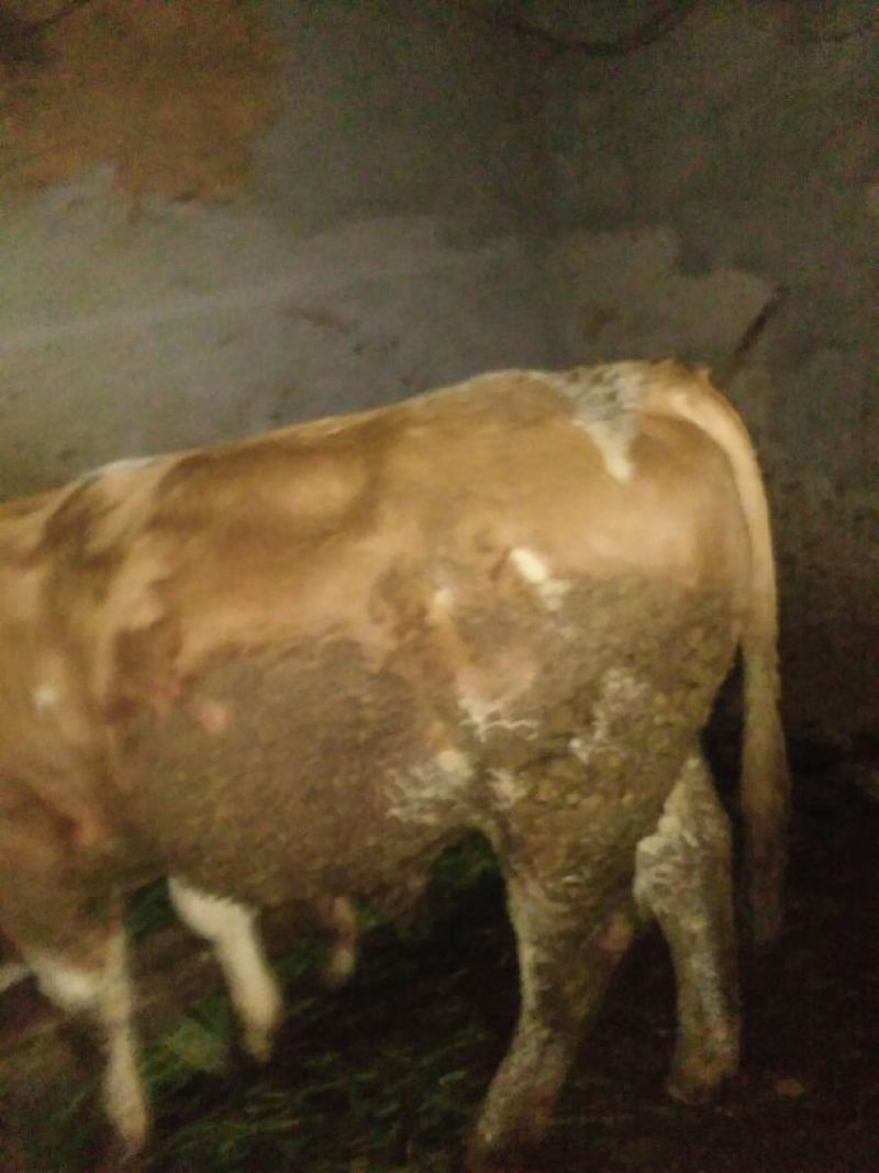 肉牛1000斤以上