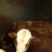 肉牛1000斤以上