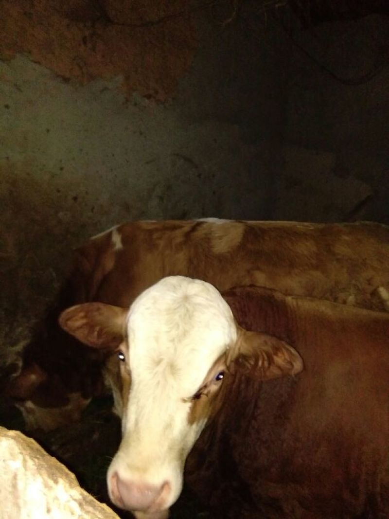肉牛1000斤以上