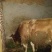 肉牛1000斤以上