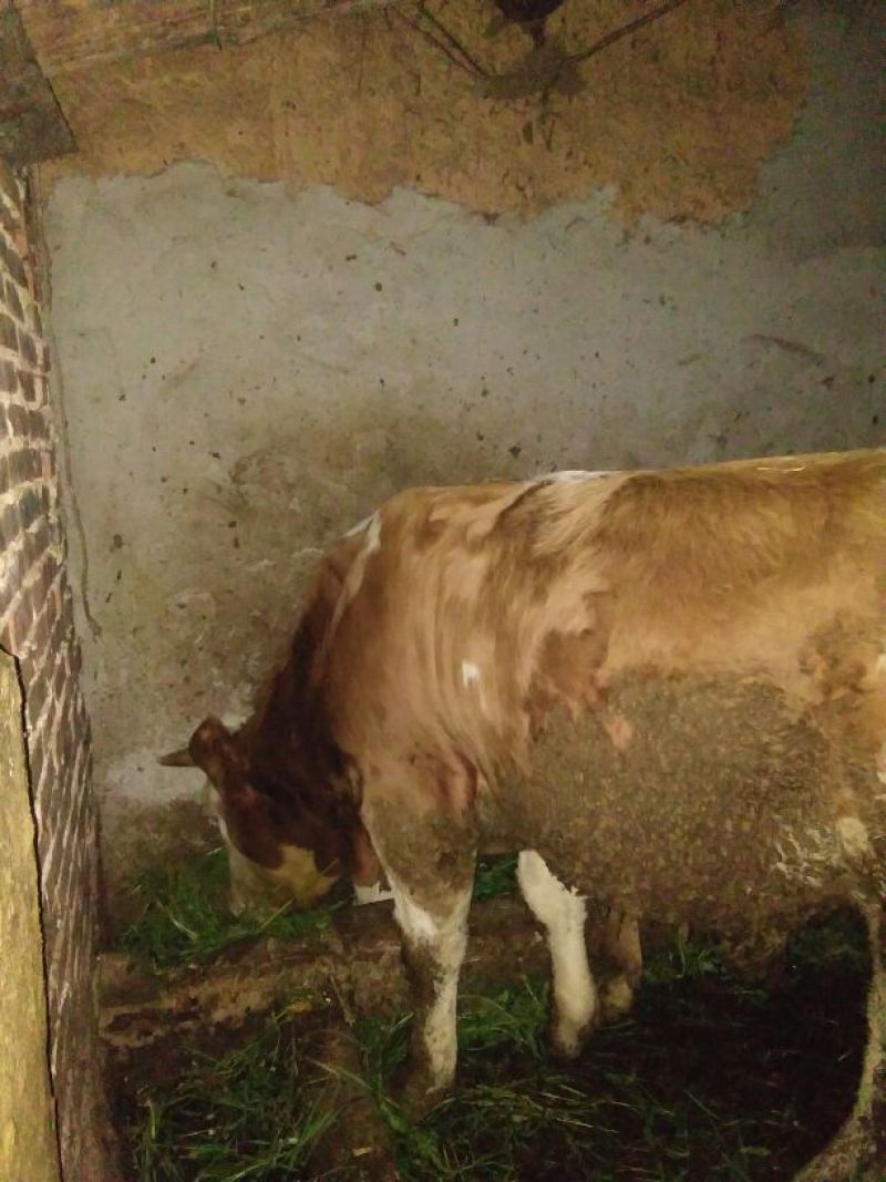 肉牛1000斤以上