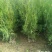 侧柏侧柏杯苗容器袋侧柏陕西侧柏40-70公分50万株