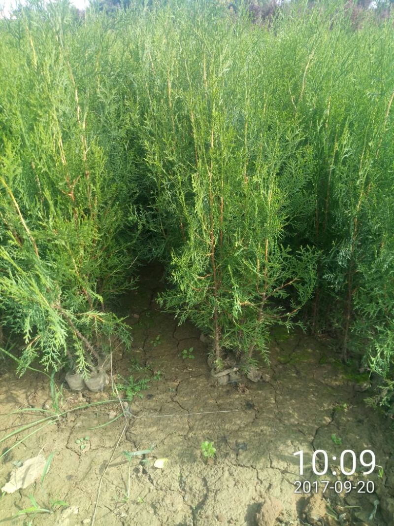 侧柏侧柏杯苗容器袋侧柏陕西侧柏40-70公分50万株