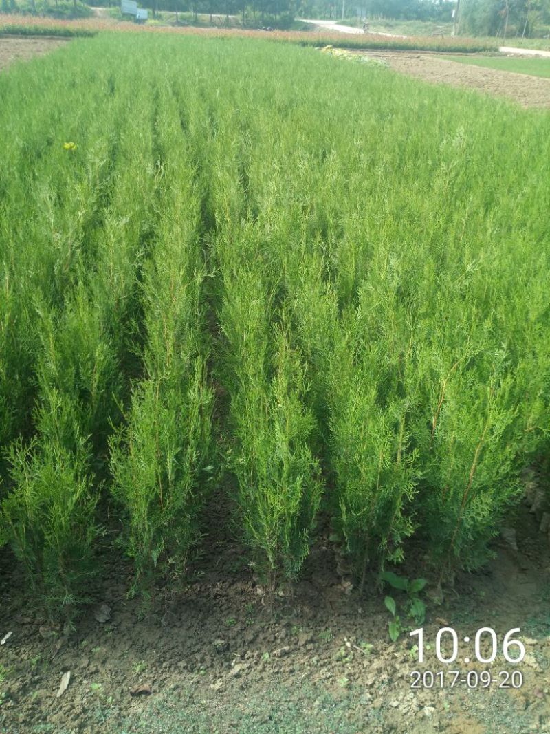 侧柏侧柏杯苗容器袋侧柏陕西侧柏40-70公分50万株