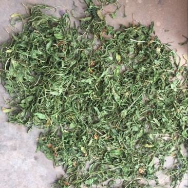 灯盏花