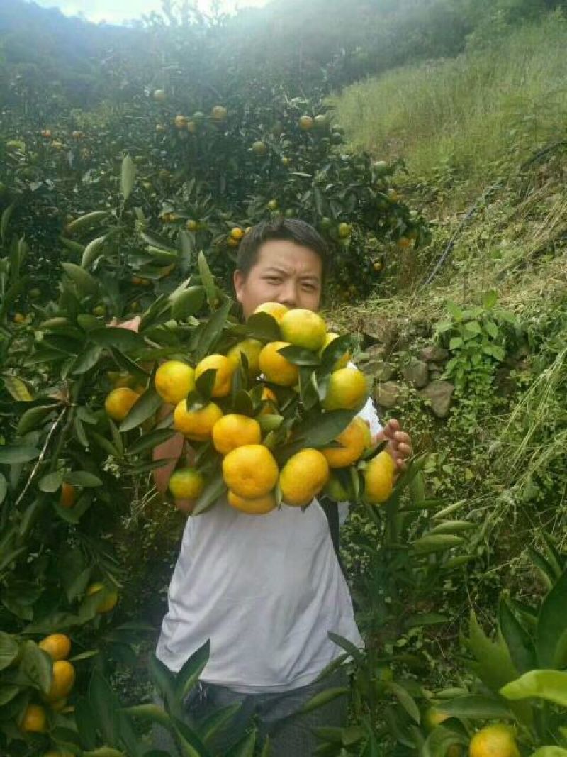 蜜桔特早蜜桔早中晚熟蜜桔原产地直采供应全国批发市场