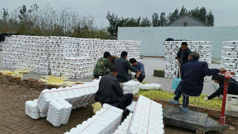 山东露天鲜冬枣果园现摘现发基地直供一件代发对接拼多多抖音