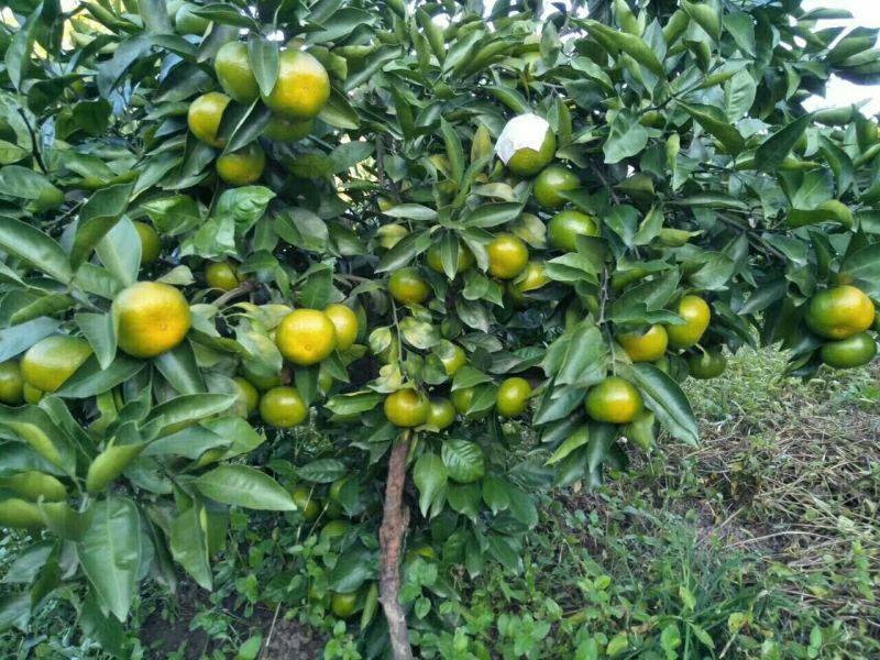 特早蜜橘蜜橘大量上市薄皮多汁无核无渣产地专业代收代