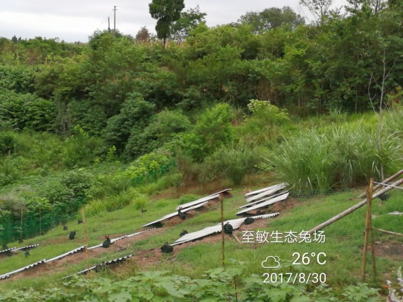 肉兔跑山野兔生态饲养