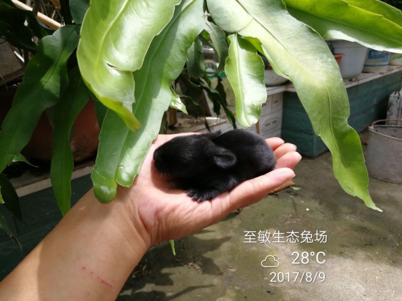 肉兔跑山野兔生态饲养