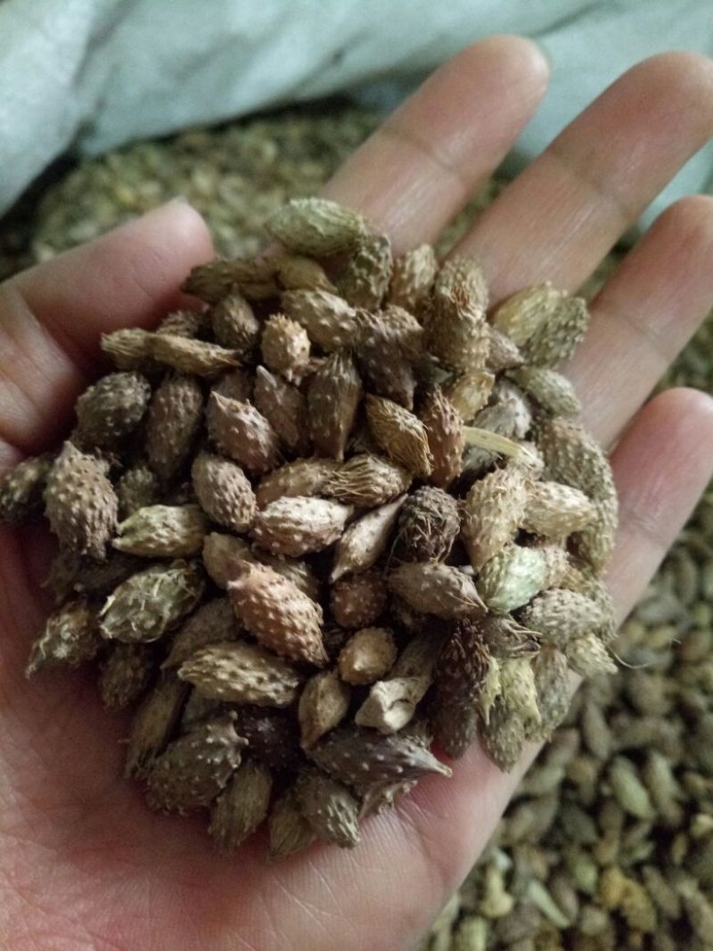 苍耳子东北干货硬刺含量高量大从优