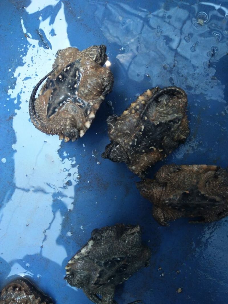 黄沙甲鱼苗