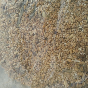 麦糠
