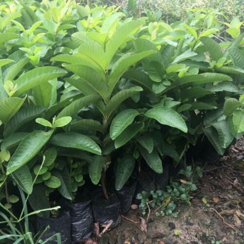 番石榴苗50~80cm