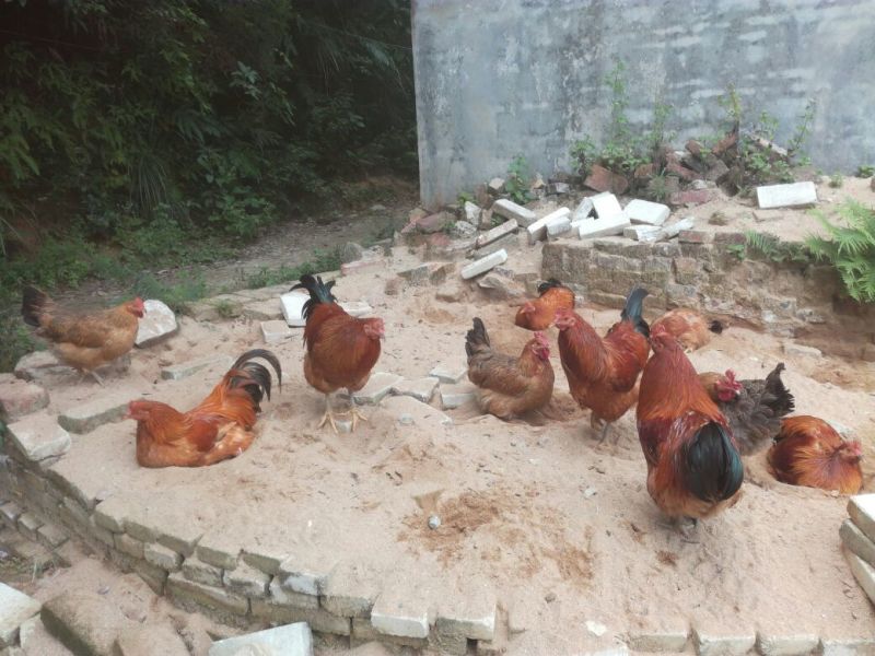 走地鸡3~4斤散养土鸡