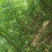 白蜡树20cm以上20cm以上