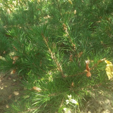 松树苗50~80cm